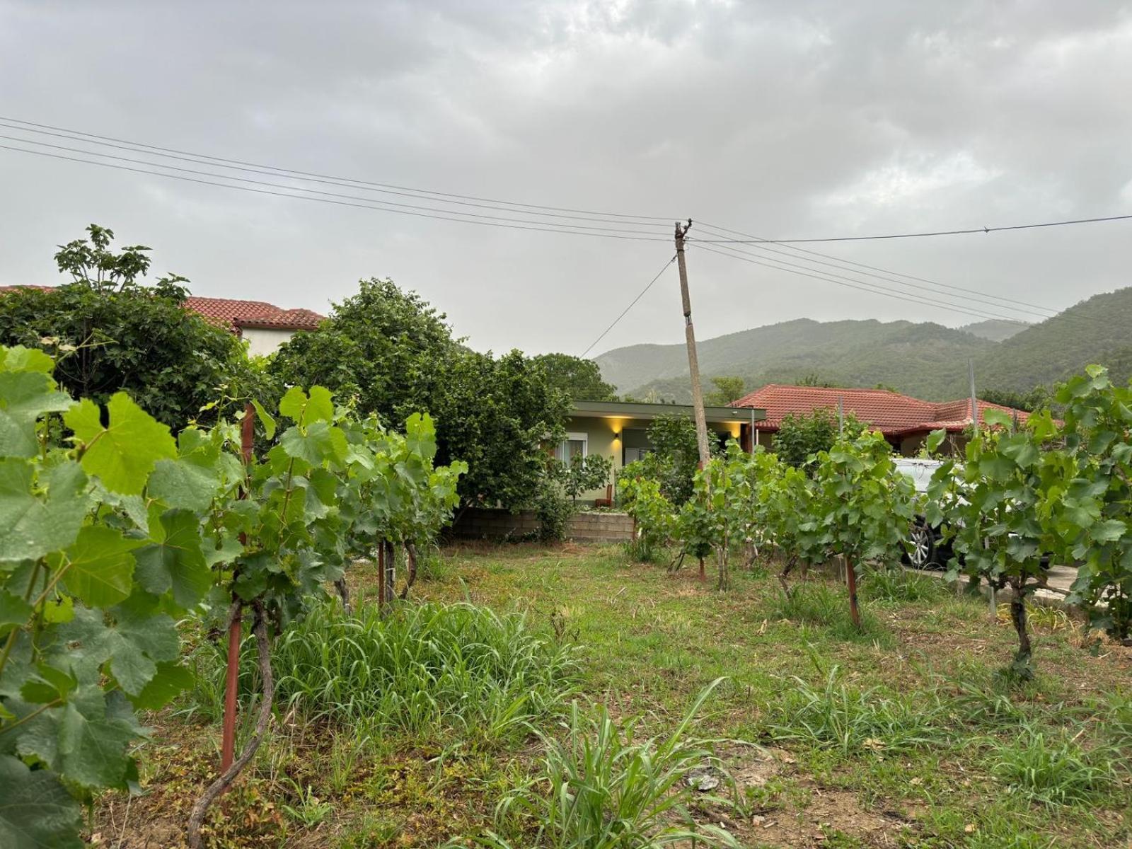 Green House Permet Bagian luar foto
